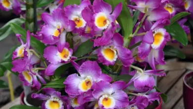 Fialové orchideje v hrncích vhodné jako dárek pro muže.