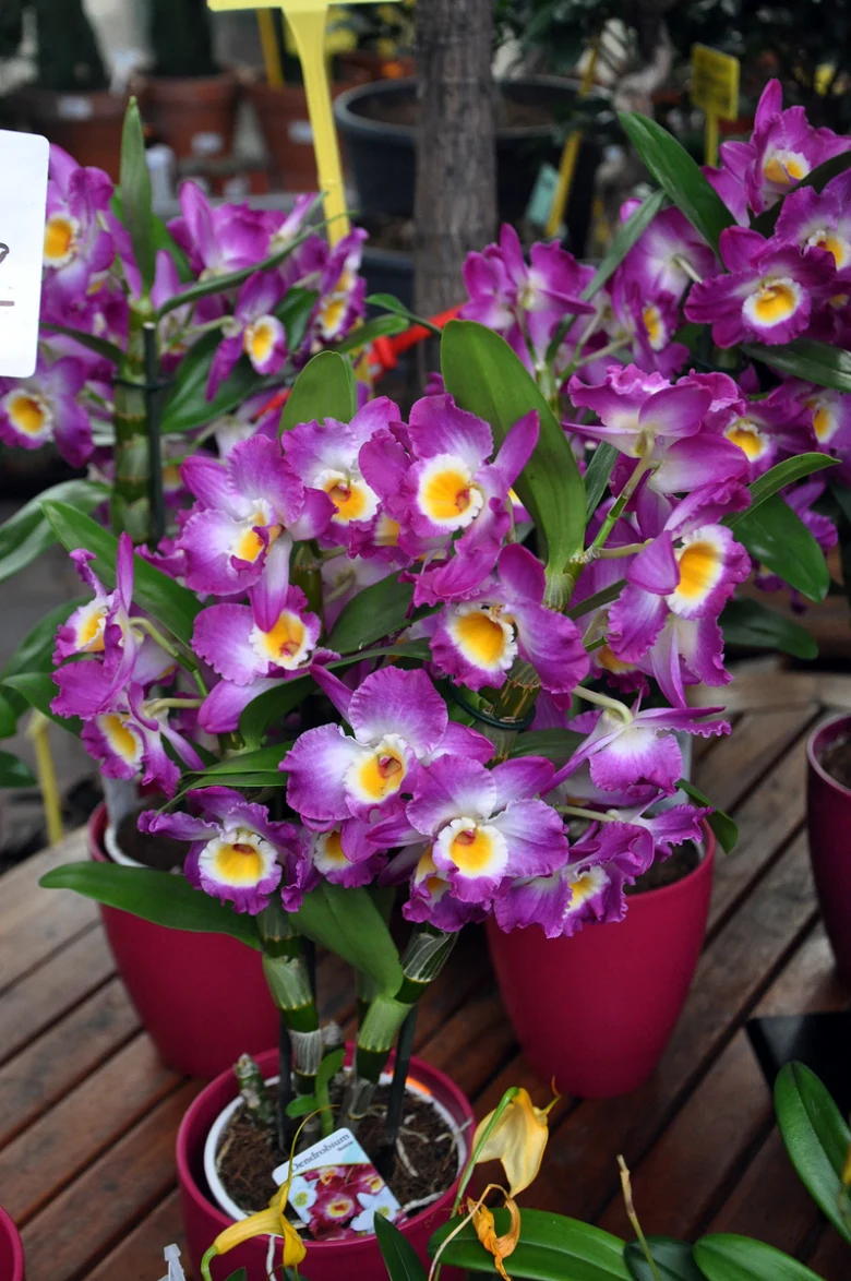 Fialové orchideje v hrncích vhodné jako dárek pro muže.