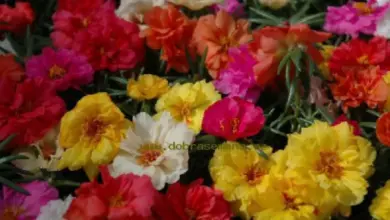 Portulaka kvetoucí v barevných odstínech na pozadí zelené listoviny.