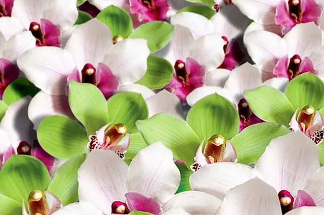Bílé orchidee s fialovými středy a zelenými listy.