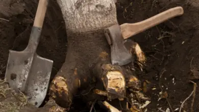 Kopací lopata a sekera u odstraňovaného kořene stromu.