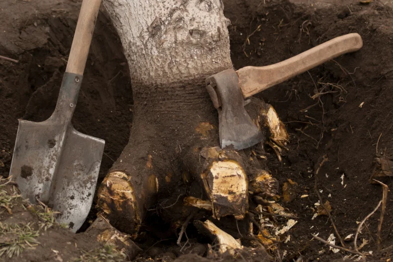 Kopací lopata a sekera u odstraňovaného kořene stromu.