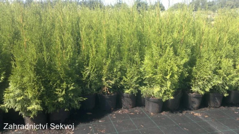 Řada rostlin Thuja plicata 'Smaragd' v květináčích na zahradnickém pozemku.