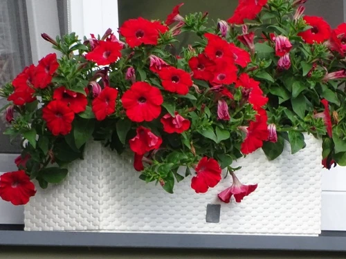 Červené květiny podobné petunii v bílém košíku na balkóně.