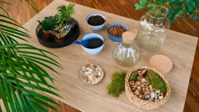 Nádobí pro vytvoření florária s rostlinami v lahvi