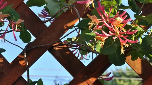 Honeysuckle flowers on trellis