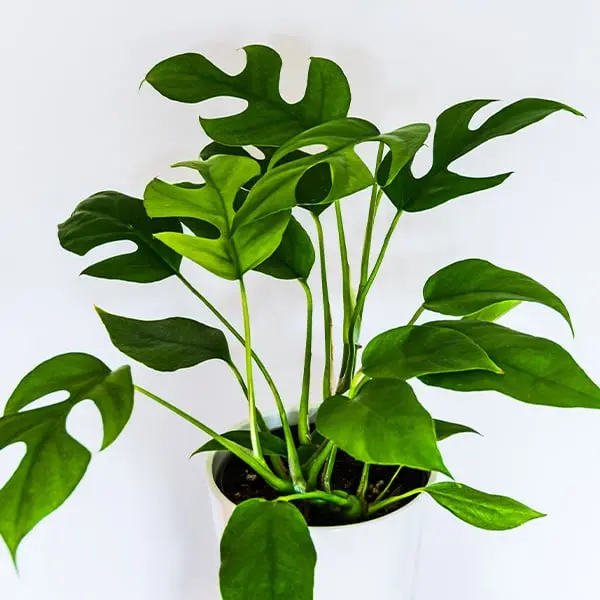 Monstera v květináči s viditelnou půdou na bílém pozadí.