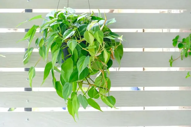Hanging pothos plant