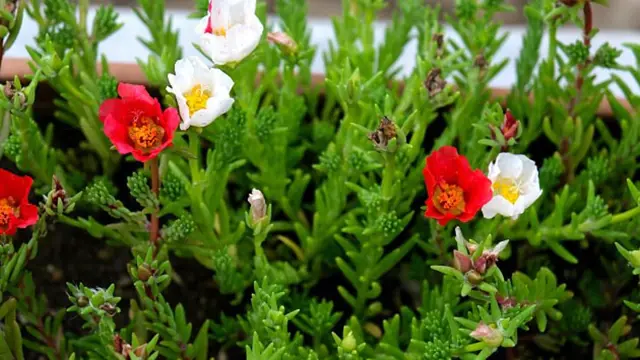Portulaka kvetoucí červené a bílé květy mezi zelenými listy.