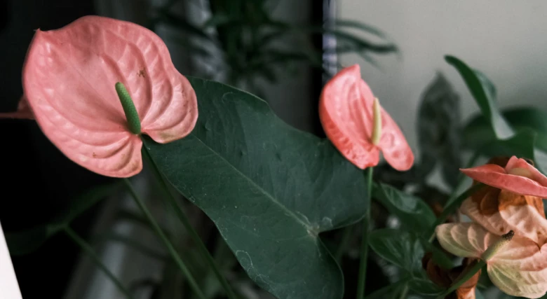 Růžové květy Anthurium s tmavozelenými listy v interiéru.
