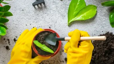 Ruce v žlutých rukavicích zasazují rostlinu do hrnce s půdou.