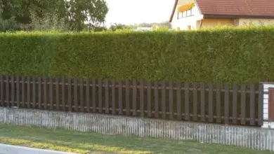 Vysoká zelená živý plot za dřevěným plotem u silnice.