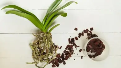 Orchide s vzdušnými kořeny vedle substrátu z uhlí nebo kůry.