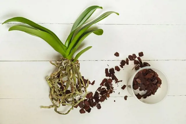 Orchide s vzdušnými kořeny vedle substrátu z uhlí nebo kůry.