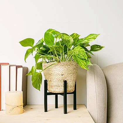 Potted plant on stand