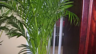 Areka palma rostoucí uvnitř domu vedle bílých rolet.