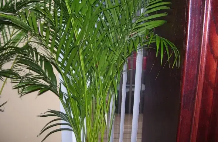 Areka palma rostoucí uvnitř domu vedle bílých rolet.
