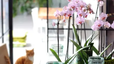 Růžové orchideje v sklenicích na okně doma
