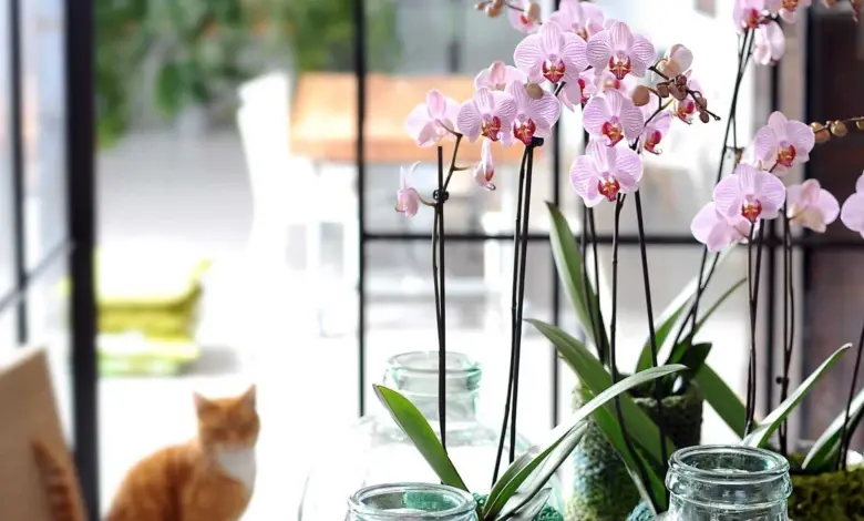 Růžové orchideje v sklenicích na okně doma