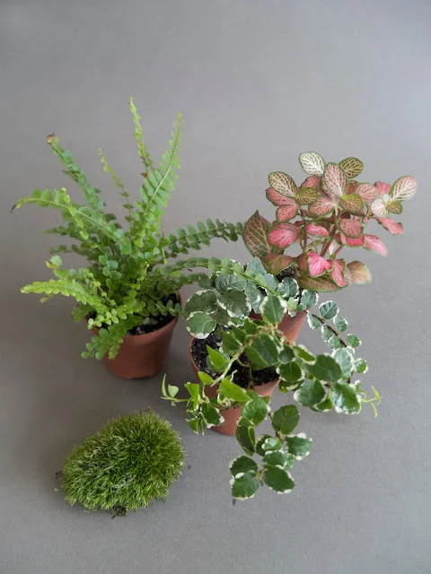 Malé pokojové rostliny v hrncích vhodné do florária