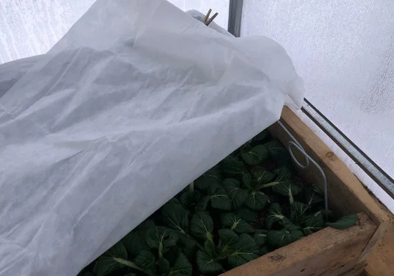 Rostliny v dřevěném kontejneru pod bílou ochrannou přikryvkou pro mrazuvzdornost.
