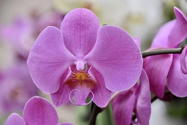 Fialová orchidej v plném květu na rozostleném pozadí.