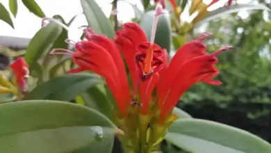 Kvetoucí červená rostlina Aeschynanthus s zelenými listy.