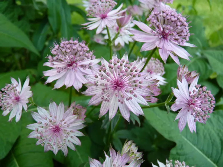 Růžové květy astrantie rostoucí ve stínu v zahradě.