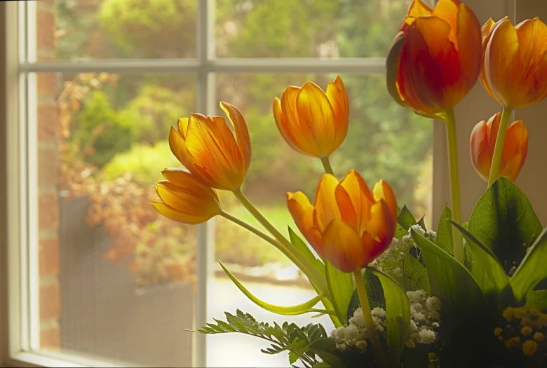 Jasně oranžové tulipány v váze u okna s přirozeným světlem.