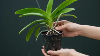 Ruce drží hrnec s orchidejí ukazující kořeny.