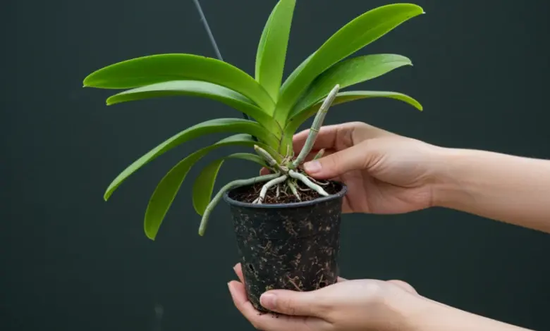 Ruce drží hrnec s orchidejí ukazující kořeny.