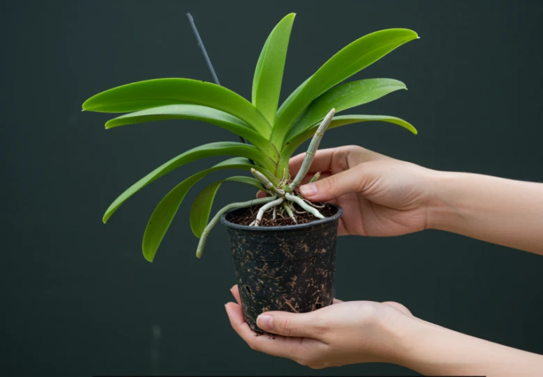Ruce drží hrnec s orchidejí ukazující kořeny.