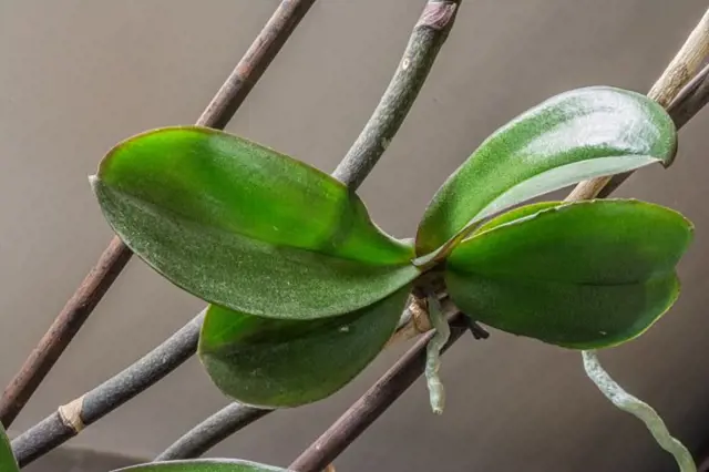 Malá rostlina orchideje pěstovaná na dřevěných tyčinkách.