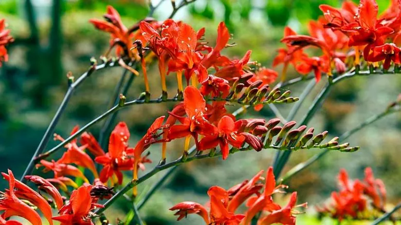 Jasné červené květy crocosmie rostoucí na zahradě.