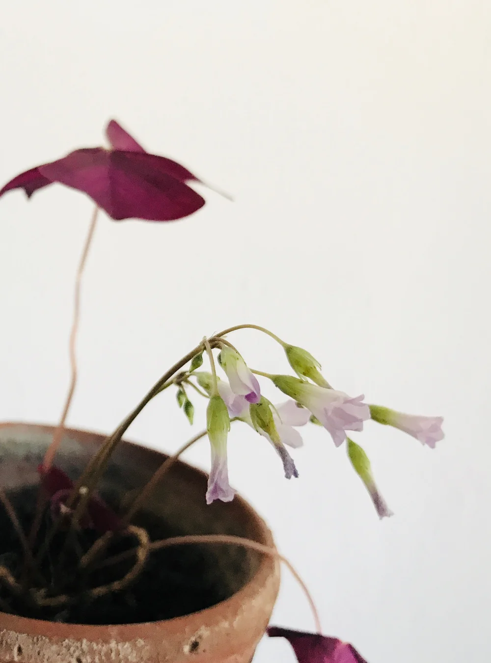 Fialová oxalis s květy v hrnci na bílém pozadí