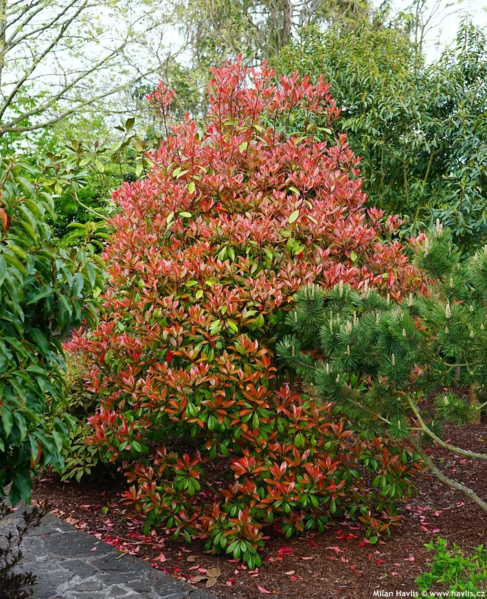 Fotografie červenolistého keře Photinia v zahradě.