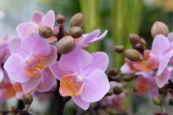 Růžová orchidej s květy a pupeny na zeleném pozadí.