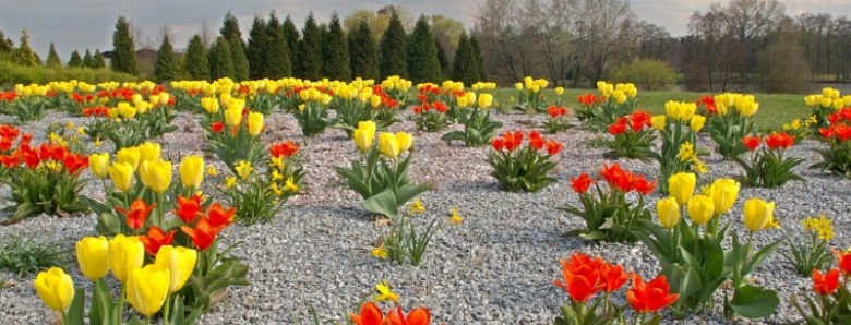 Řady červených, žlutých a oranžových tulipánů vysazených v štěrkovém záhonu.