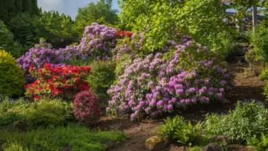 Fialové a červené rododendrony v květu na slunném zahradním pozadí.