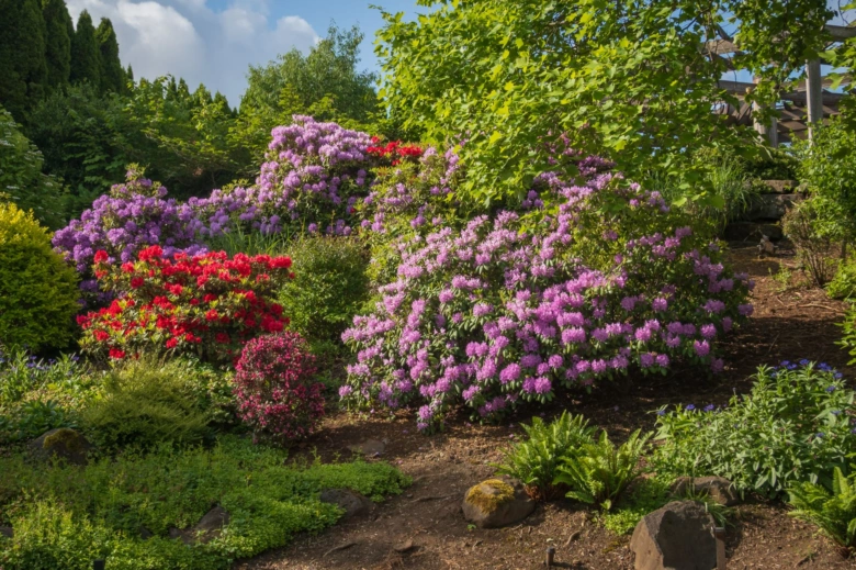 Fialové a červené rododendrony v květu na slunném zahradním pozadí.