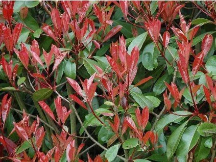Fotografie červených listů rostliny Photinia mezi zelenými.
