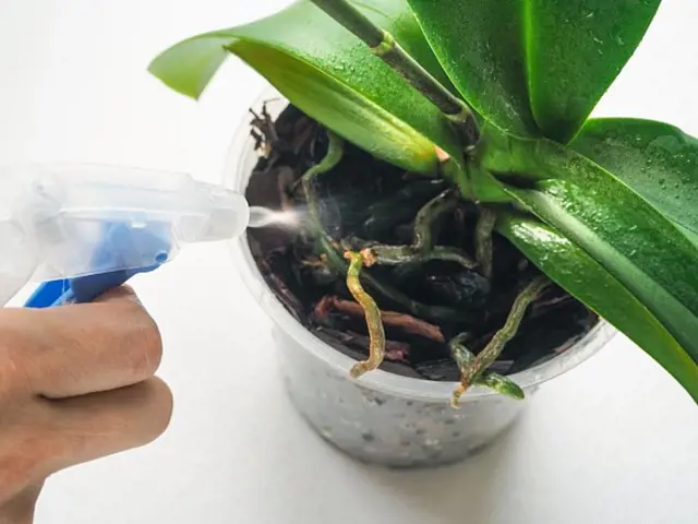 Ruka postříká vodu na kořeny orchideje ve skleněné nádobce.