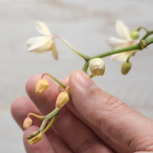 Ruka drží stonku orchideje s opadávajícími pupeny.