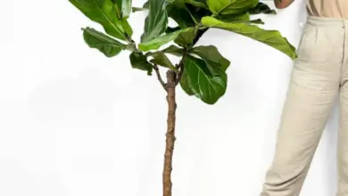 Velká stromová rostlina Ficus lyrata v květináči.