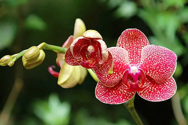 Květy fialové orchideje s červenými skvrnami na zeleném pozadí.