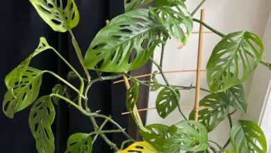 Monstera s žloutnoucím listem ukazuje příznaky problémů.