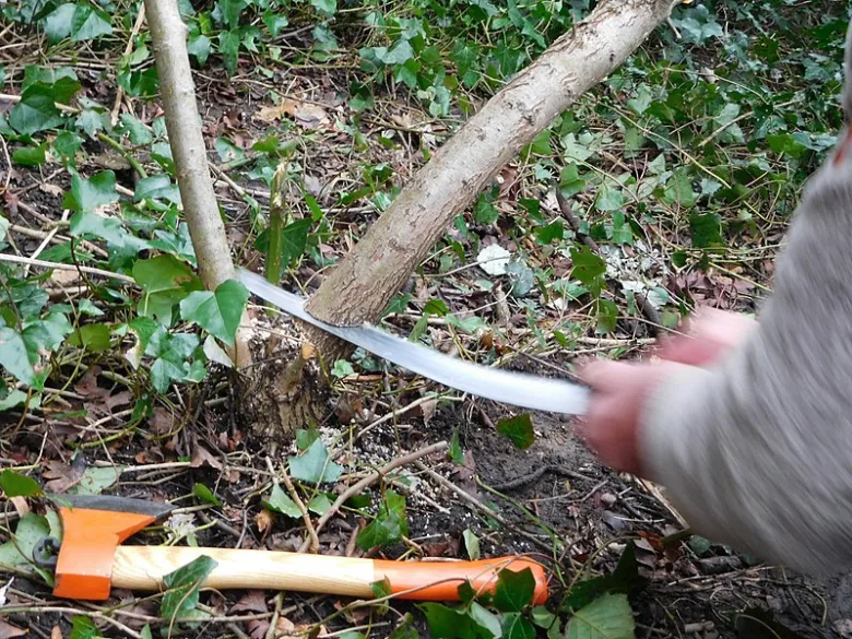 Osoba prořezává dřevnatou rostlinu pilkou, kosa leží na zemi.