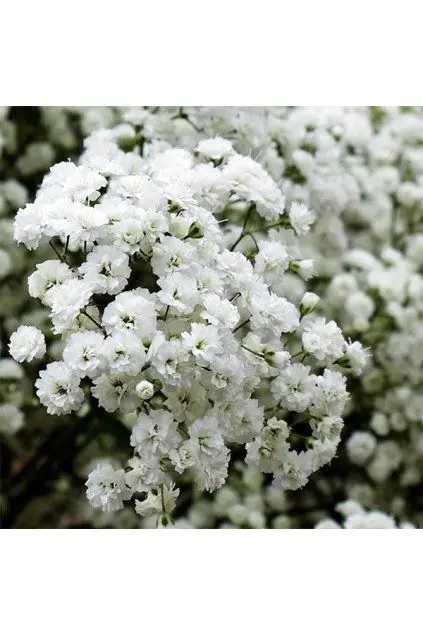 Bílé květy gypsophily paniculate na zahradním keři.