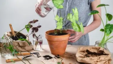 Žena zalévá syngonium v hrnci na stole s zahradnickými nástroji.