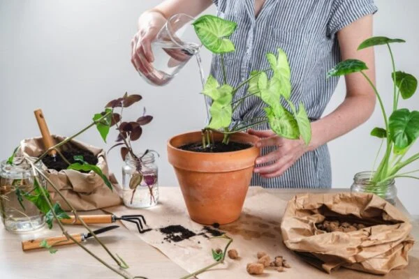 Žena zalévá syngonium v hrnci na stole s zahradnickými nástroji.